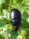 Anoplotrupes stercorosus